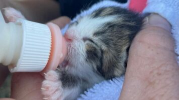 Bottle fed kitten foster open house