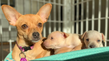 Mama and chihuahua puppies in a bed