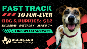 Fast Track to Fur-Ever