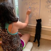 Kitten at Math Time